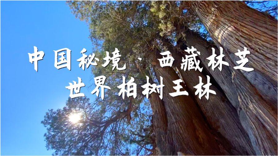 聊大有文学编导专业吗?-精选问答,为您解疑答惑